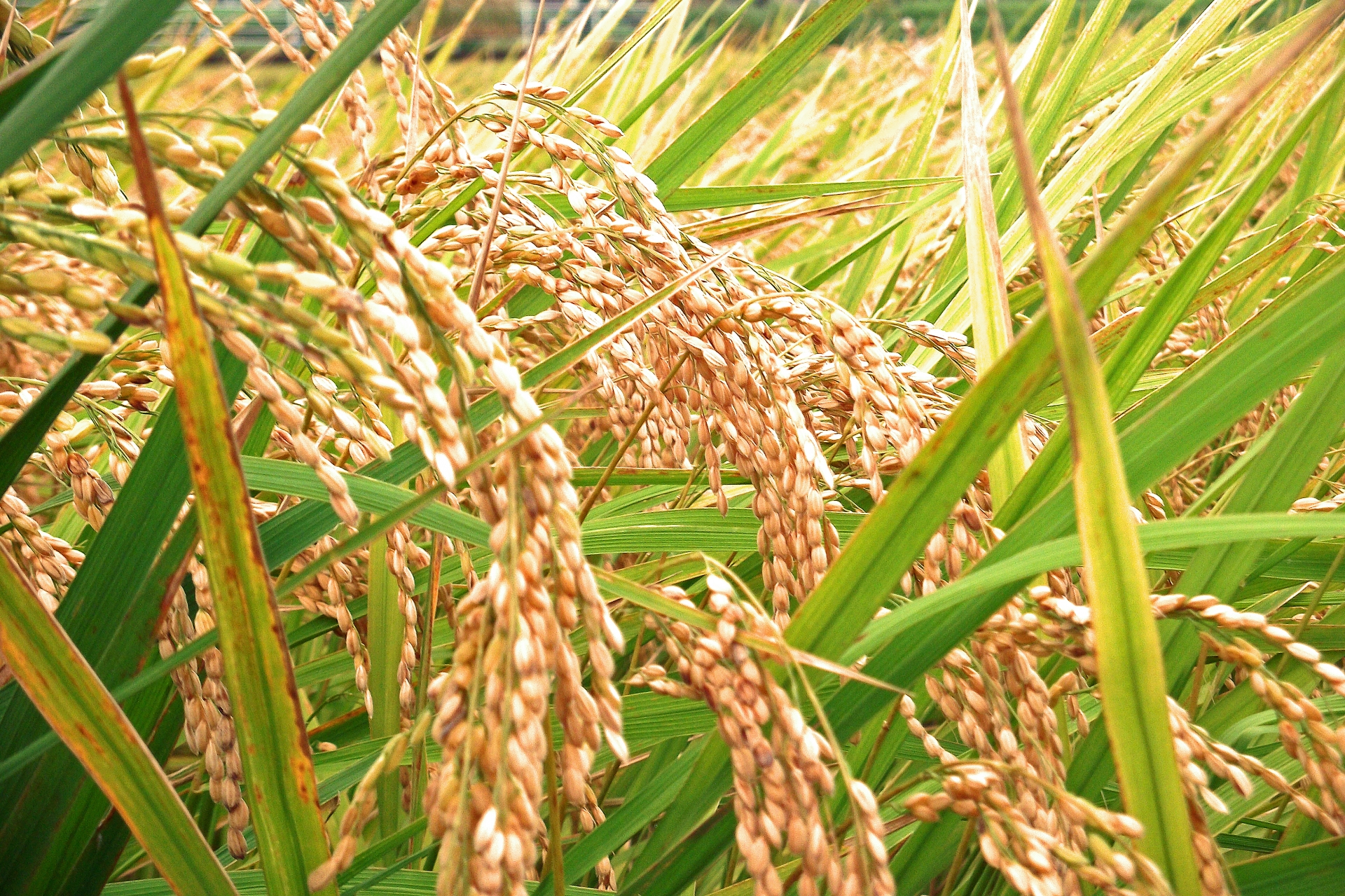 Рисовые колосья