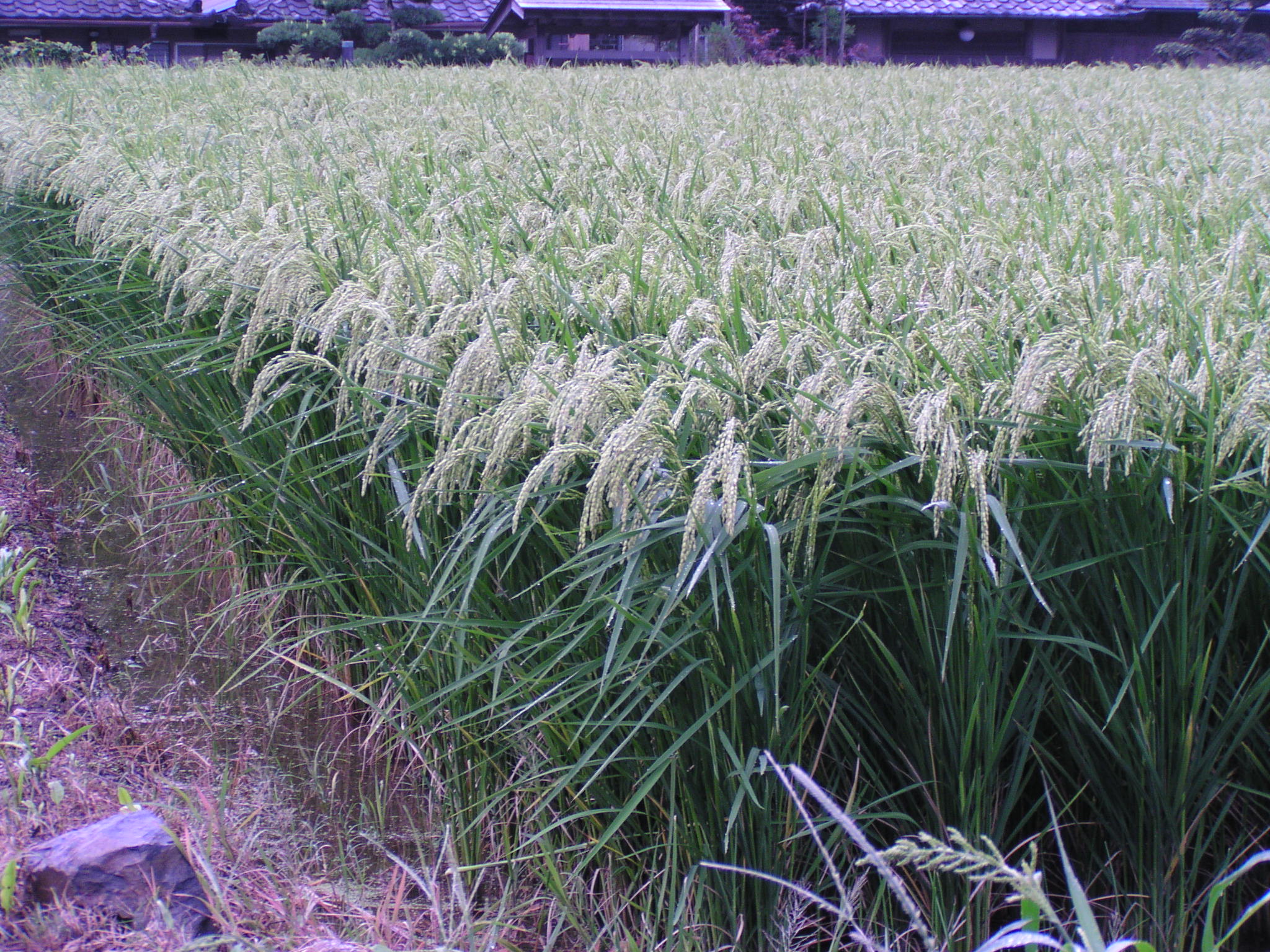 Kyoto sake rice Iwai Sake Experince Japan