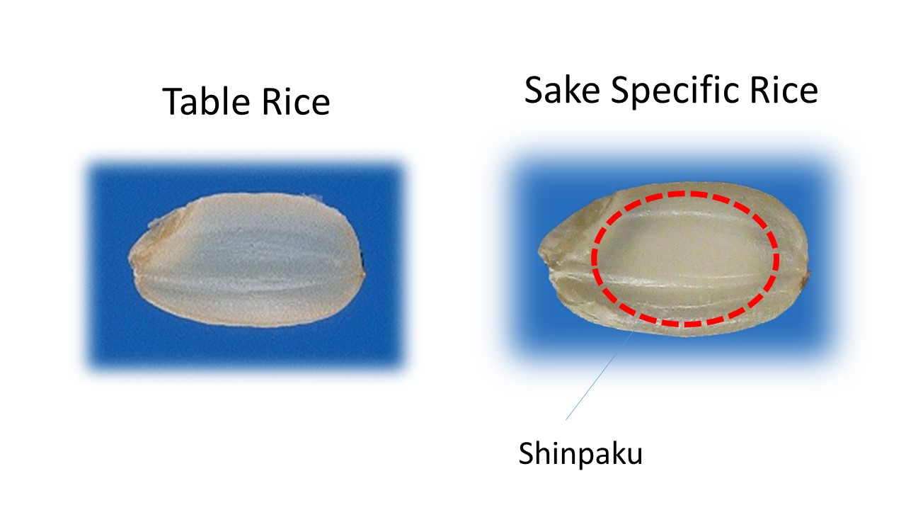 Sake specific rice Sake Experince Japan